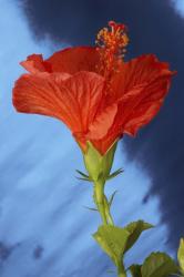 orange red hibiscus flower in size small