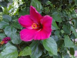 i love this flower_my favoriet color