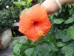 garden orange flower hibiscus