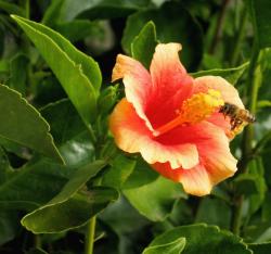 orange hibiscus flower