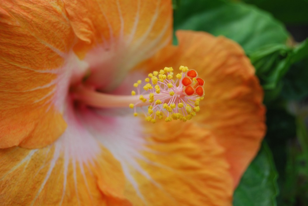 bright orange hibiscus flower with white center