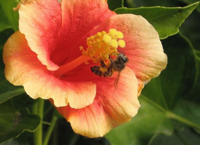 dark peach hibiscus flower with bee