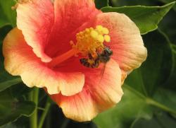 dark peach hibiscus flower with bee