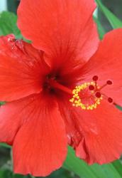 blood red flower hibiscus