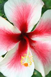 pink and white hibiscus flower pic
