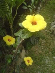 pics of hibiscus flower in yellow