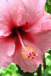big hibiscus flower in pink
