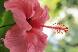 picture of beautiful hibiscus flower