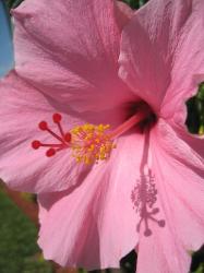 picture of hibiscus flower in light pink