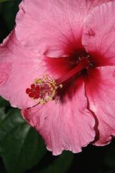 pics of pink hibiscus flower