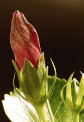 cute bud hibiscus flower