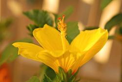 picture of golden yellow hibiscus flower