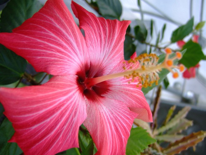 so pretty hibiscus flower