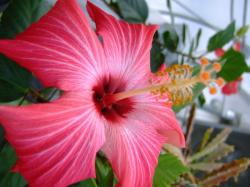 so pretty hibiscus flower