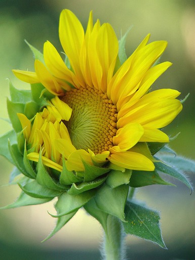 cute shy sunflower.jpg