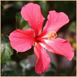 summer flower photo