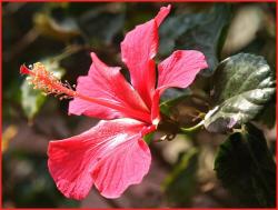hibiscus flower in nature