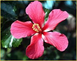 hibiscus flower in pink