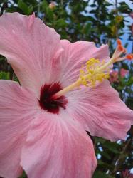 light hibiscus flower in pink