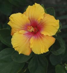 yellow hibiscus flower with pink center