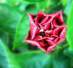 dark red bud hibiscus flower