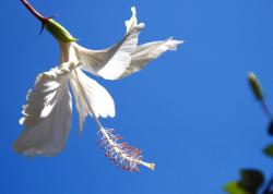 hibiscus flower in white