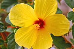 small hibiscus flower in bright yellow