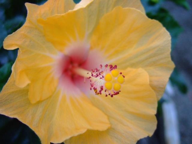 white and yellow hibiscus flower photo