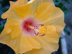 white and yellow hibiscus flower photo