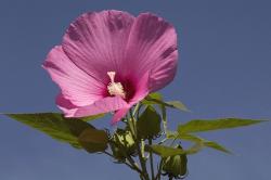 purple pink hibiscus flowers
