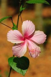 peach hibiscus flower in the summer day