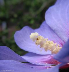 blue purple hibiscus flower picture