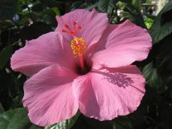 pretty pink hibiscus flower in big size
