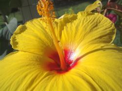 goreous hibiscus flower in bright yellow