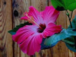 absolutely beautiful hibiscus flower