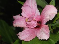unique pink hibiscus flower