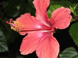 dark peach hibiscus flower