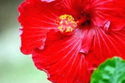 like bright red color flower remind of xmas