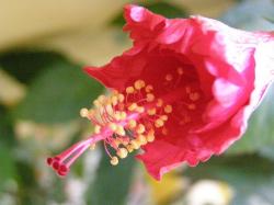 just about to open bud pic