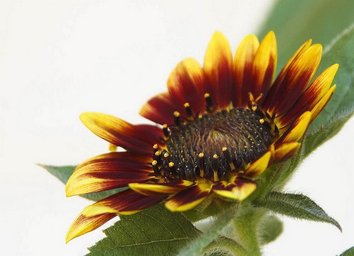 cool looking sunflower.jpg