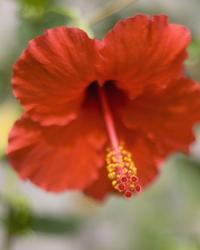 orange red hibiscus flower
