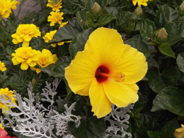 bright golden hibiscus flowers