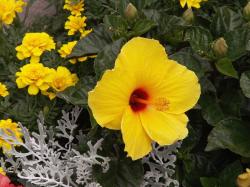 bright golden hibiscus flowers