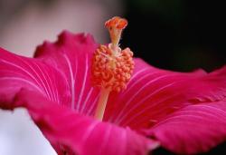 i just love the color of this hibiscus flower