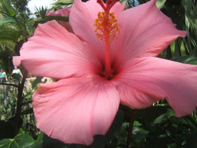 pretty light flowers photo hibiscus
