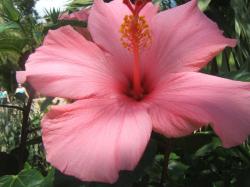 pretty light flowers photo hibiscus