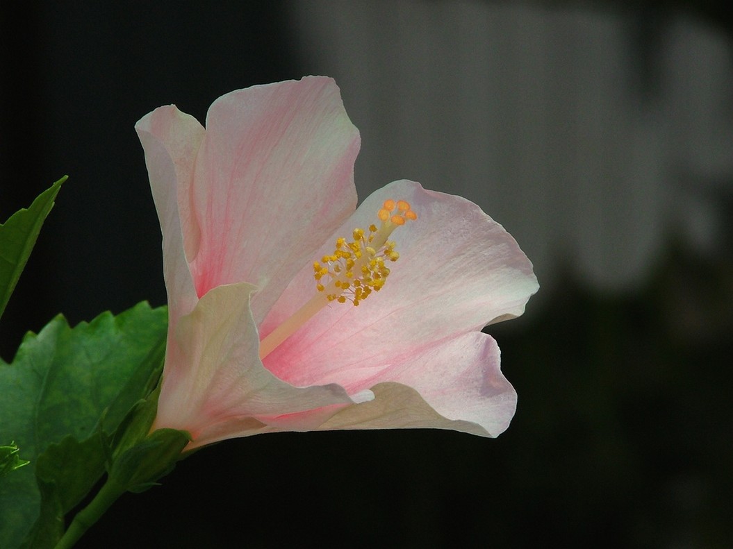 light flower photo hibiscus