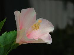 light flower photo hibiscus