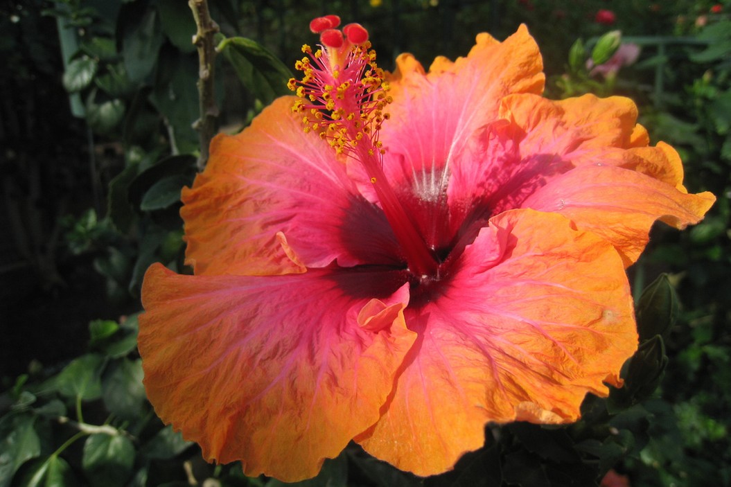 hibiscus flower pretty