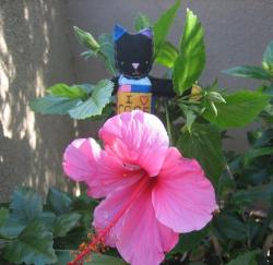 bright hibiscus